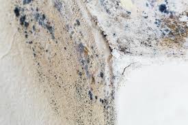 Professional Mold Removal & Remediation in Hilton, NY